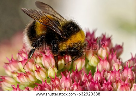 Bumblebee on pink flower. macro picture from garden.