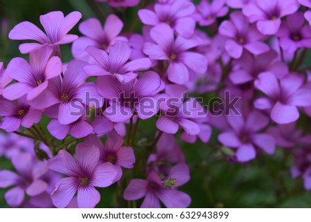 Shamrock flowers close-up