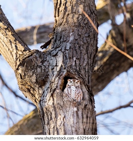 Red Eastern Screech Owl. This species is native to most wooded environments of its distribution and has adapted well to manmade development, although it frequently avoids detection.