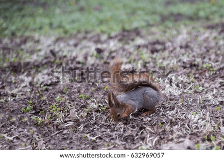 beautiful squirrel in the spring in the Park