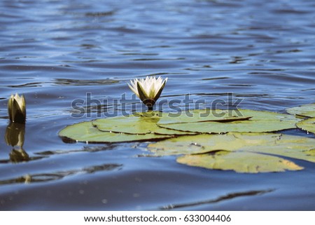 A small white water lily in the Okavango Delta in Botswana