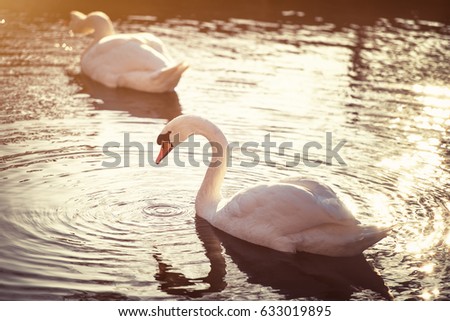 White swan on the lake in sunlight