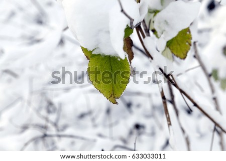  branches of trees in the winter season, covered with snow after a snowfall.   On the branch hangs a few green leaves