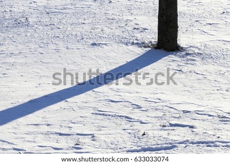  shadows of trees in the fallen snow after snowfall. Closeup photo