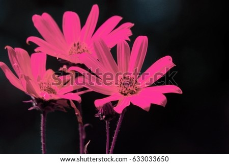 summer flowers , infrared