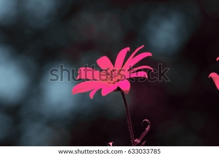 summer flowers , infrared