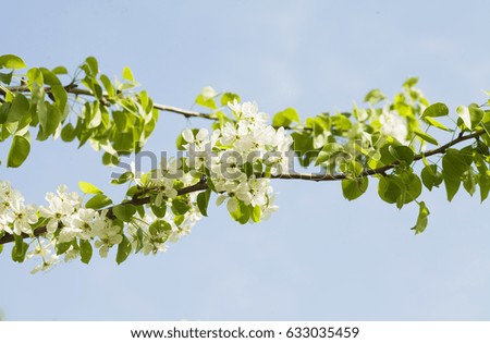 Blooming apple tree; beautiful white blossoms against blue sky, shallow field
