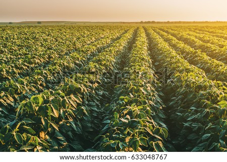 Green ripening soybean field, agricultural landscape. Image shot on a misty morning light.