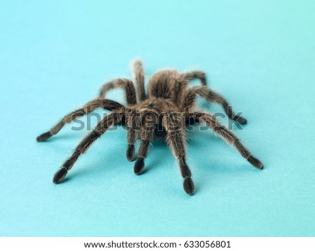 Tarantula spider
