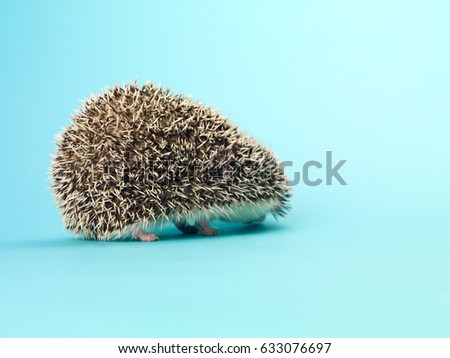 Hedgehog isolated on blue background