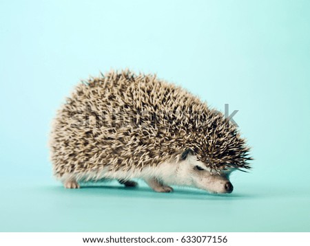 Hedgehog isolated on blue background
