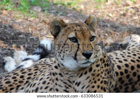 Male Asiatic Cheetah (Acinonyx jubatus venaticus) resting on the ground