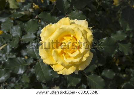 Stunningly  magnificent romantic beautiful bright yellow  roses fully blown  blooming in early spring  add fragrant charm to the garden  with their charming clustering habit .