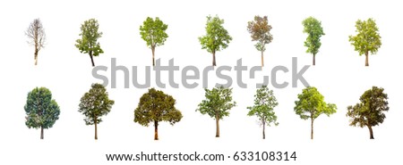 collections  tree isolated. tree  isolated on white background.