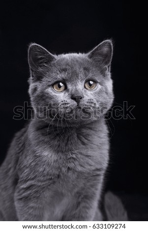 Portrait of a blue shorthair kitten on a black background. Cat in photo studio