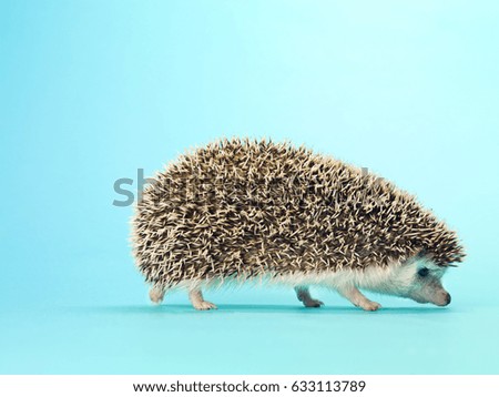 Hedgehog isolated on blue background 