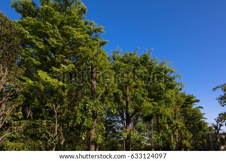Blue sky and forest.