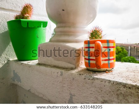 Cactus in a pot, Cactus in the glass, Cactus on the balcony