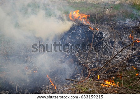 The dry reed (grass) burns and smokes in the forest