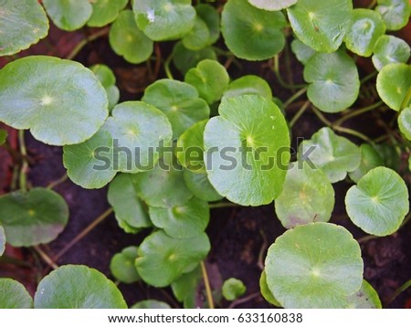 Small fan-shaped green herbal leaves, Gotu Kola plant in garden pot. 