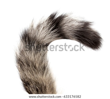 Striped cat tail on white background Royalty-Free Stock Photo #633176582