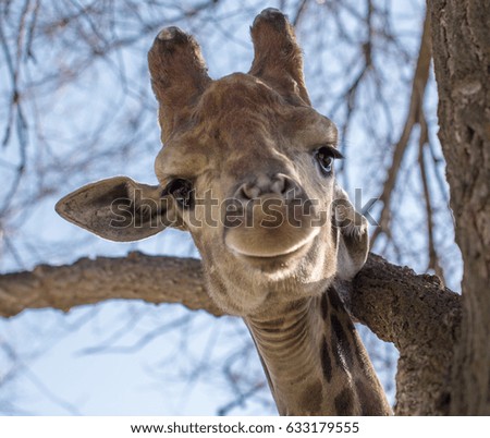 Portrait of a giraffe on a wood background