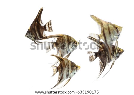 Angelfish (Pterophyllum) isolated on white background