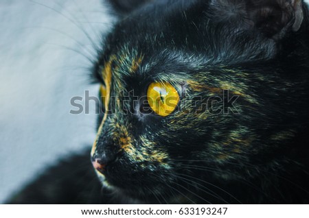 A colorful cat with yellow eyes.