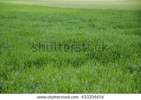The beautiful meadows, with very green grass natural background, texture of grass