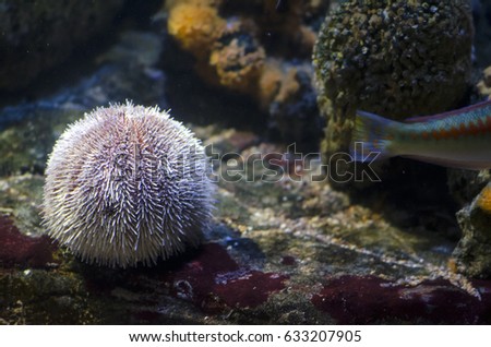 white sea urchin underwater near a colorful fish