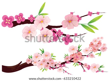 Cherry blossom flowers on branches illustration
