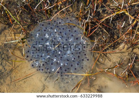 Amphibian eggs in the water. Lakes of Saliencia, Natural Park of Somiedo, Asturias.