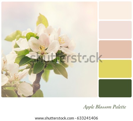 Apple blossom in springtime, with retro style processing, in a colour palette with complimentary colour swatches.