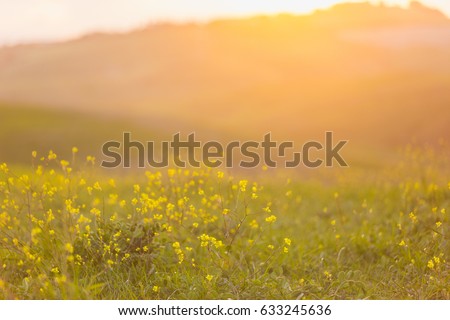 Blurred image of a field with flowers, hills and sunset at the background.
