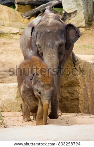 Baby and adult of the Asian or Asiatic elephant (Elephas maximus) is the only living species of the genus Elephas and is distributed in Southeast Asia from India in the west to Borneo in the east. 