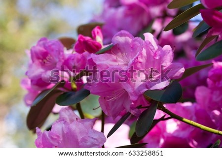 Rhododendron is a genus of 1,024 species. It is the national flower of Nepal. Most species have showy flowers which bloom from late winter through to early summer.