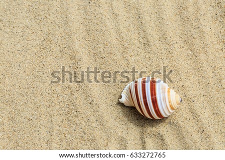 Landscape with conch on tropical beach