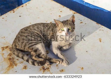 Houm Souk, Tunisia, Cat lying on fishing boats Djerba island