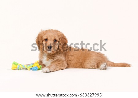 Apricot colored cavapoo puppy with a toy laying on a white background