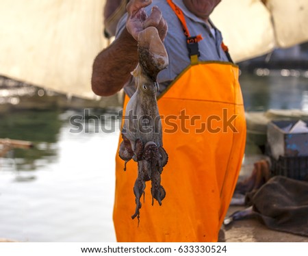Greek male  fisherman holding with his hands  an octopus by its long tentacles .