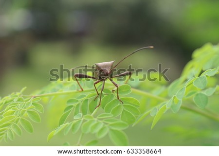  Close up bugs insects with nature background Royalty-Free Stock Photo #633358664