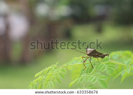  Close up bugs insects with nature background Royalty-Free Stock Photo #633358676