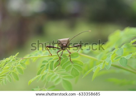  Close up bugs insects with nature background Royalty-Free Stock Photo #633358685