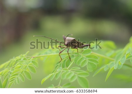  Close up bugs insects with nature background Royalty-Free Stock Photo #633358694