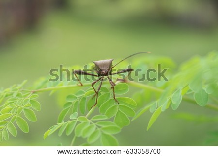  Close up bugs insects with nature background Royalty-Free Stock Photo #633358700