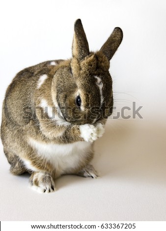 A rabbit, a pygmy rabbit, an agouti Netherland Dwarf isolated against white background.