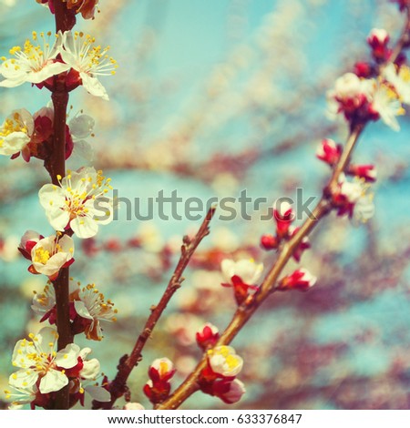 Blossom flower