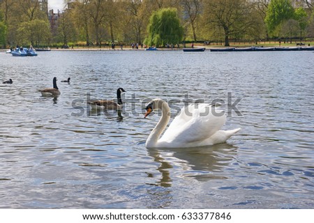 Swan and Canadian geese on Lake Serpentine in Hyde Park. London