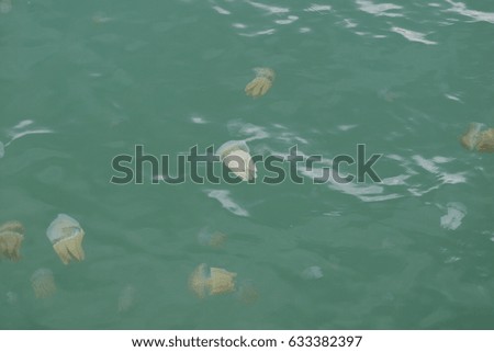 Jellyfish box