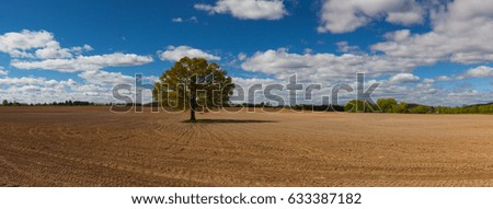 Memorial tree in the middle spring field. Panorama picture